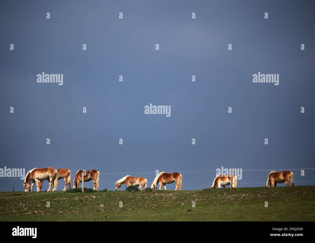 Wermelskirchen, Deutschland. Mai 2021. Pferde stehen auf der Weide in der Sonne vor einem dunklen Himmel bei Wermelskirchen. Quelle: Oliver Berg/dpa/Alamy Live News Stockfoto