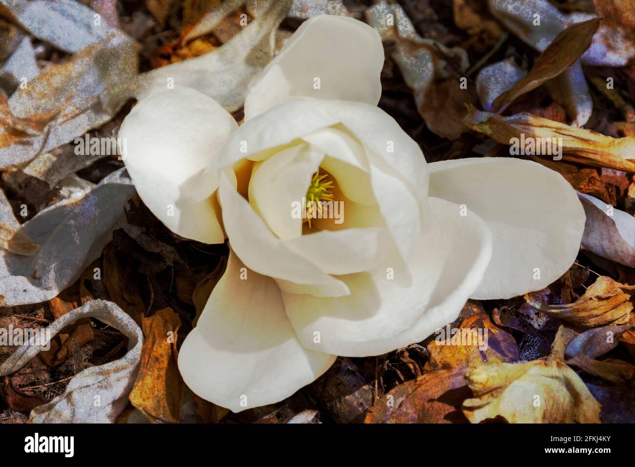Eine einzige Blüte von Magnolia Denudata fiel in die Blattstreu Stockfoto