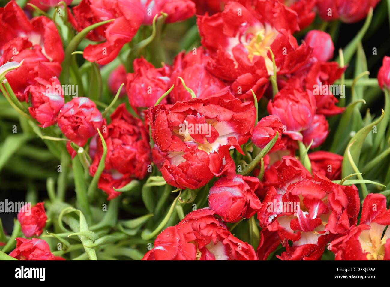 Tulip First Price, einzigartige schillernde riesige Pfingstrose-ähnliche Blüten in leuchtendem Rot, mit Wassertropfen Stockfoto