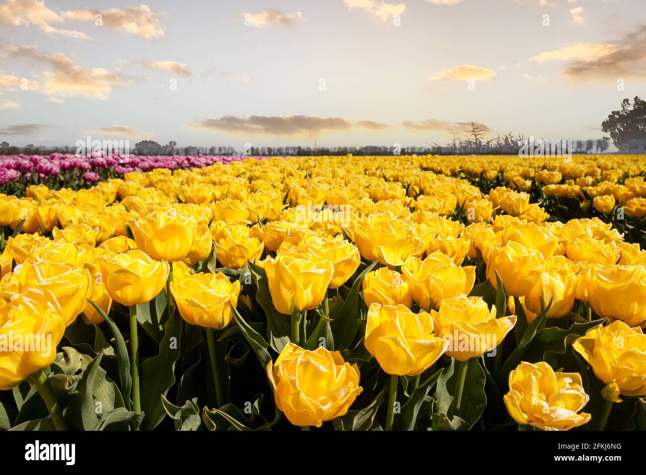 Tulpenfeld im Frühjahr, weltweit bekannt für die schönen Farben auf dem Land, Provinz Flevoland, Niederlande Stockfoto