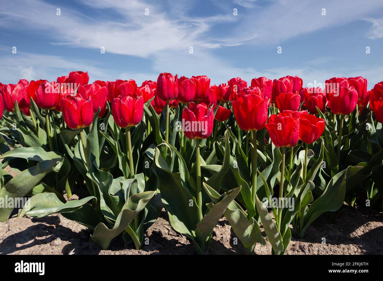 Tulpenfeld im Frühjahr, weltweit bekannt für die schönen Farben auf dem Land, Provinz Flevoland, Niederlande Stockfoto