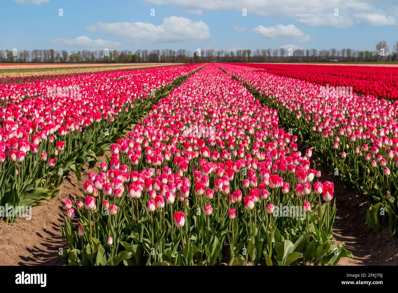 Tulpenfeld im Frühjahr, weltweit bekannt für die schönen Farben auf dem Land, Provinz Flevoland, Niederlande Stockfoto