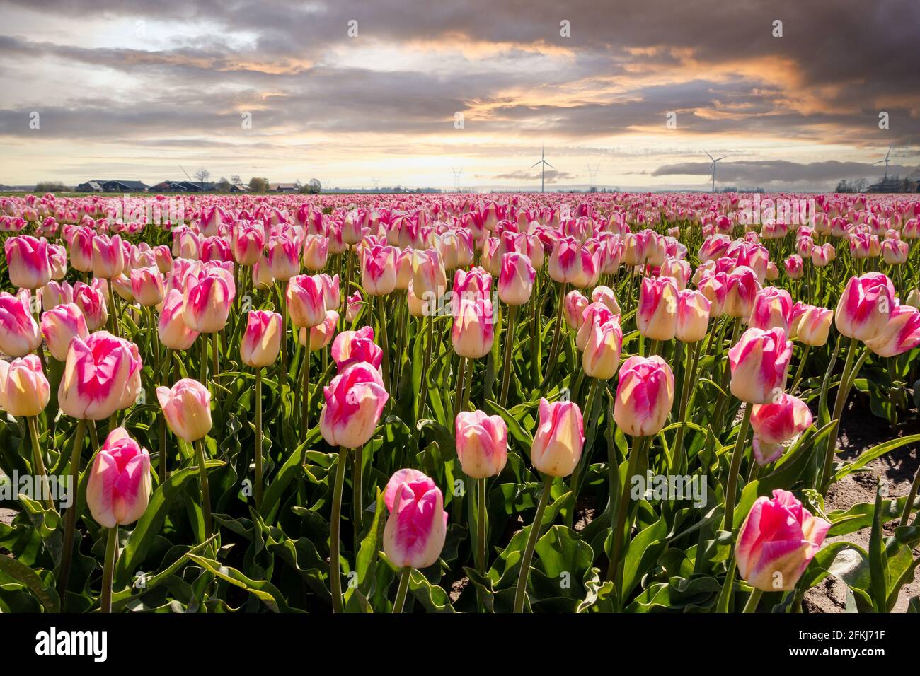 Tulpenfeld im Frühjahr, weltweit bekannt für die schönen Farben auf dem Land, Provinz Flevoland, Niederlande Stockfoto