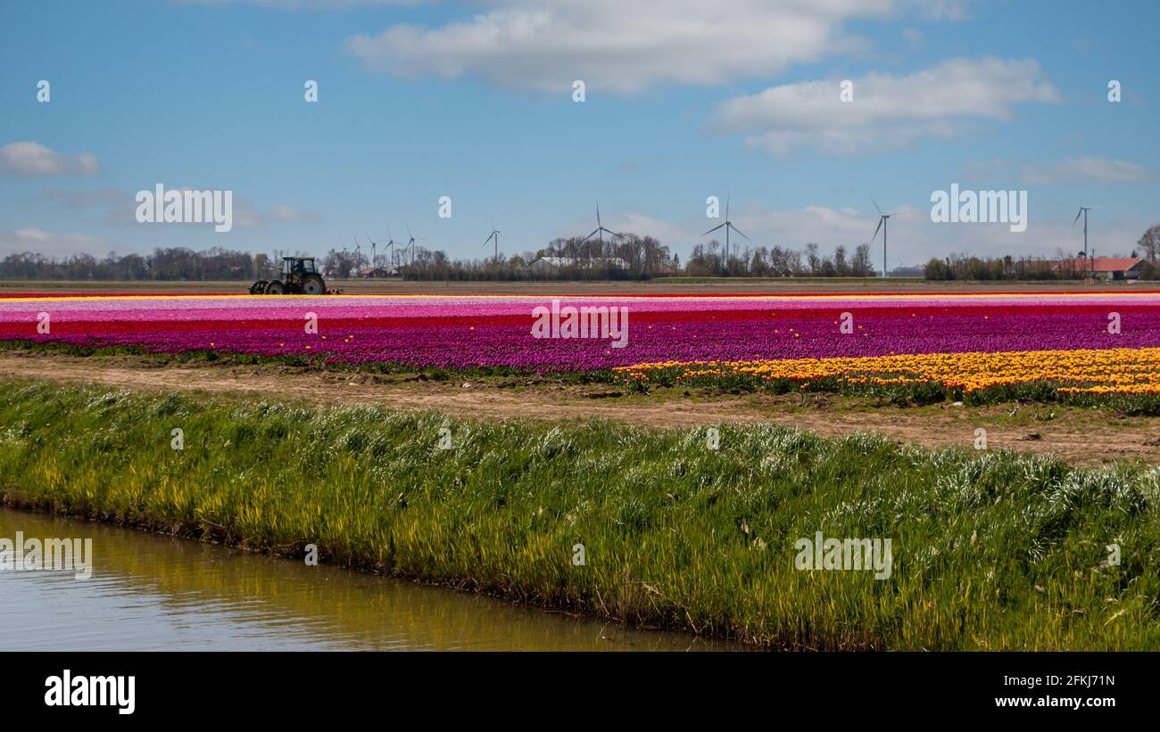 Tulpenfeld im Frühjahr, weltweit bekannt für die schönen Farben auf dem Land, Provinz Flevoland, Niederlande Stockfoto