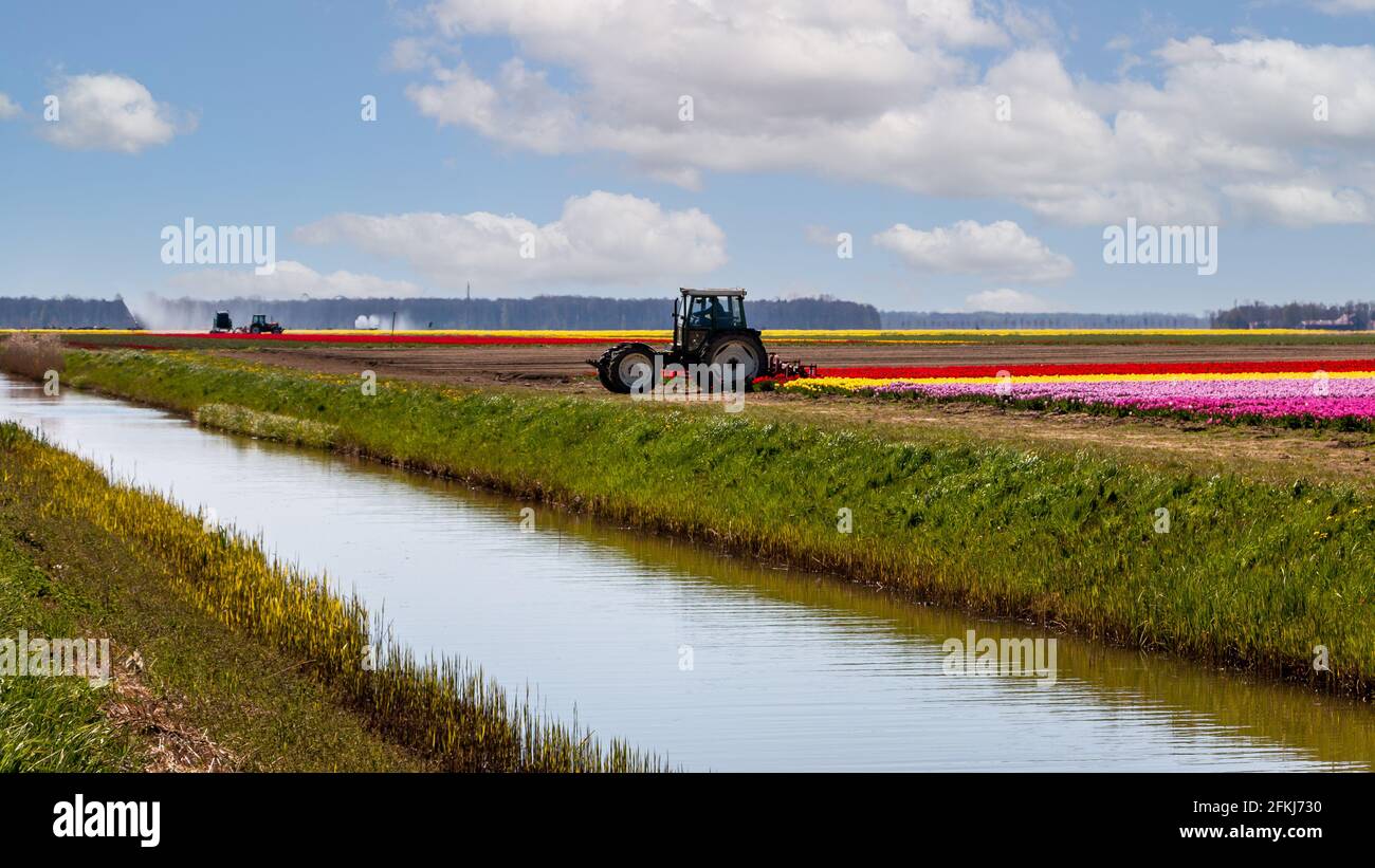 Tulpenfeld im Frühjahr, weltweit bekannt für die schönen Farben auf dem Land, Provinz Flevoland, Niederlande Stockfoto