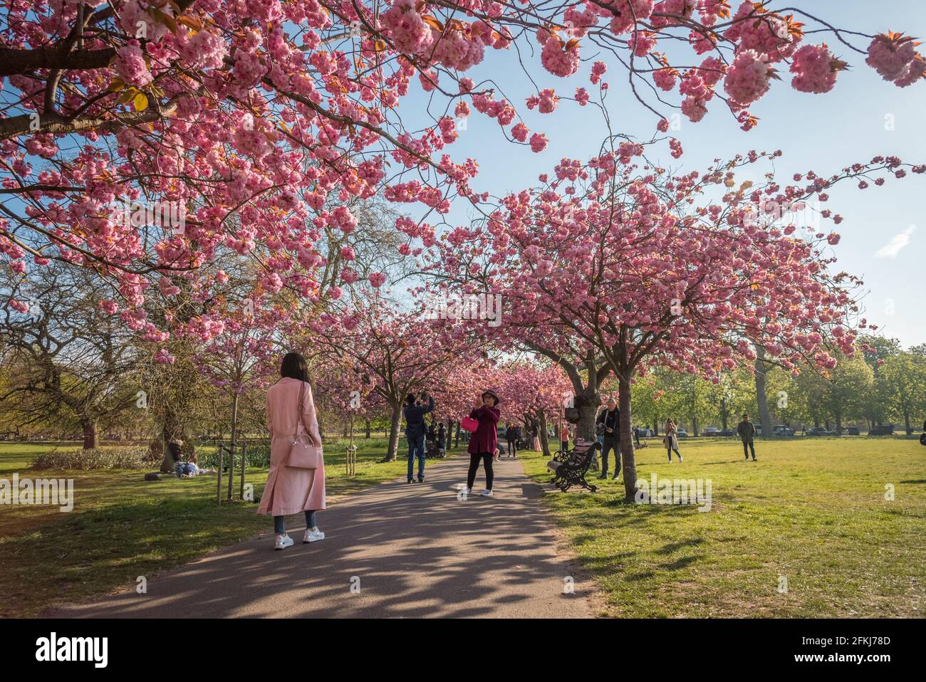 Kirschenblüten im Greenwich Park Stockfoto
