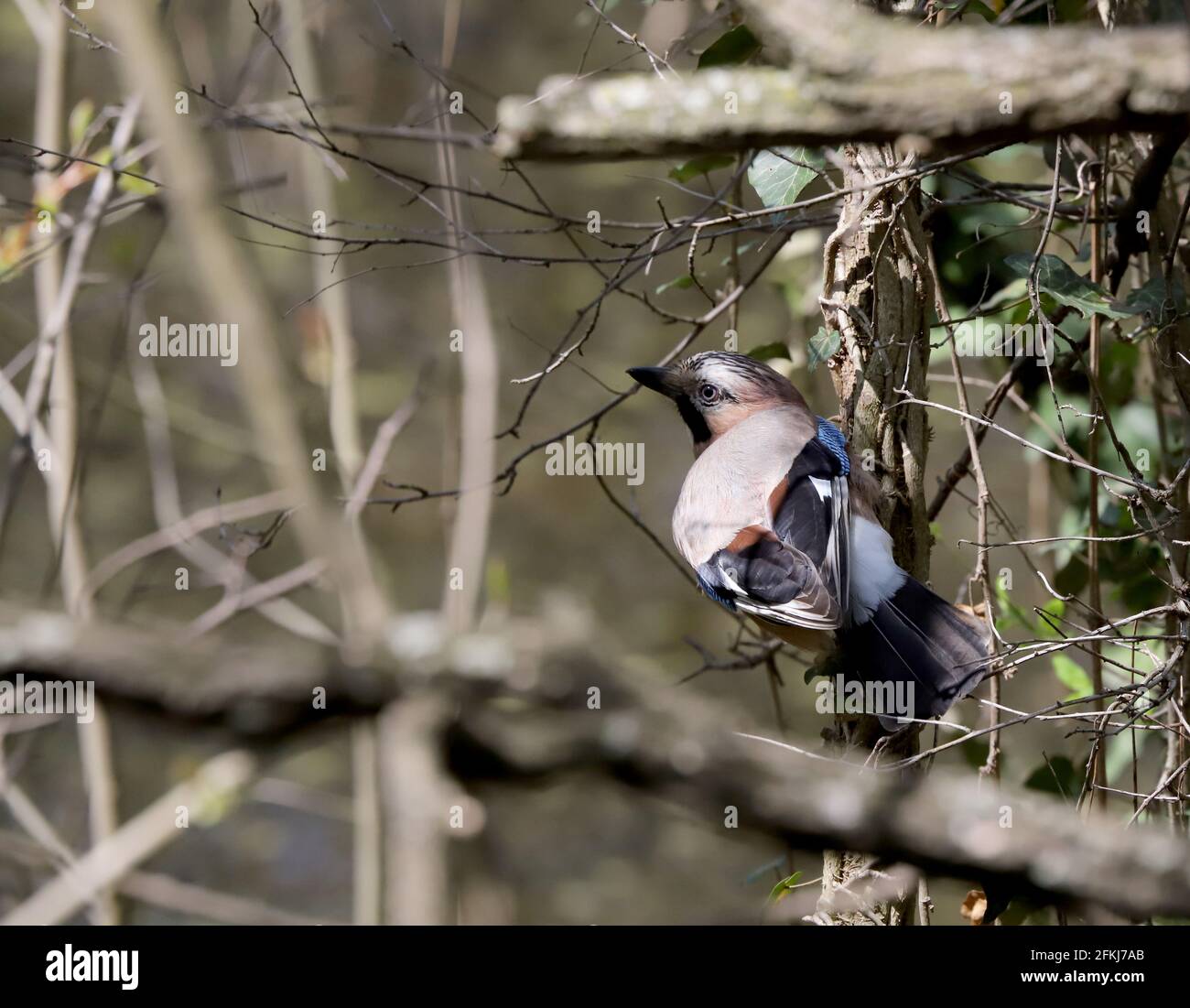 Eurasischer eichelhäher (Garrulus glandarius) oder Eichelhäher-Vogel auf einem Ast, Corvidae Stockfoto