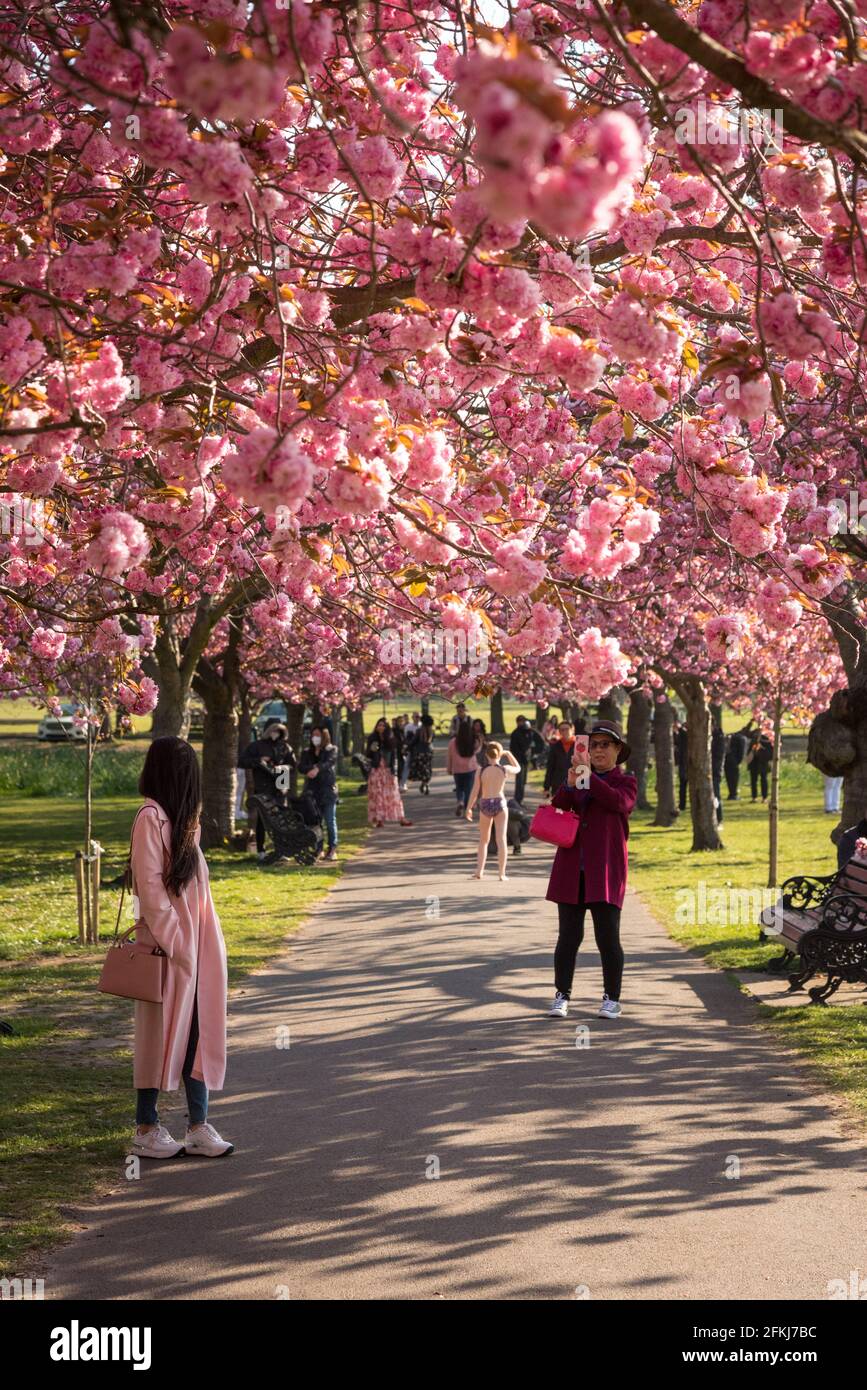 Kirschenblüten im Greenwich Park Stockfoto