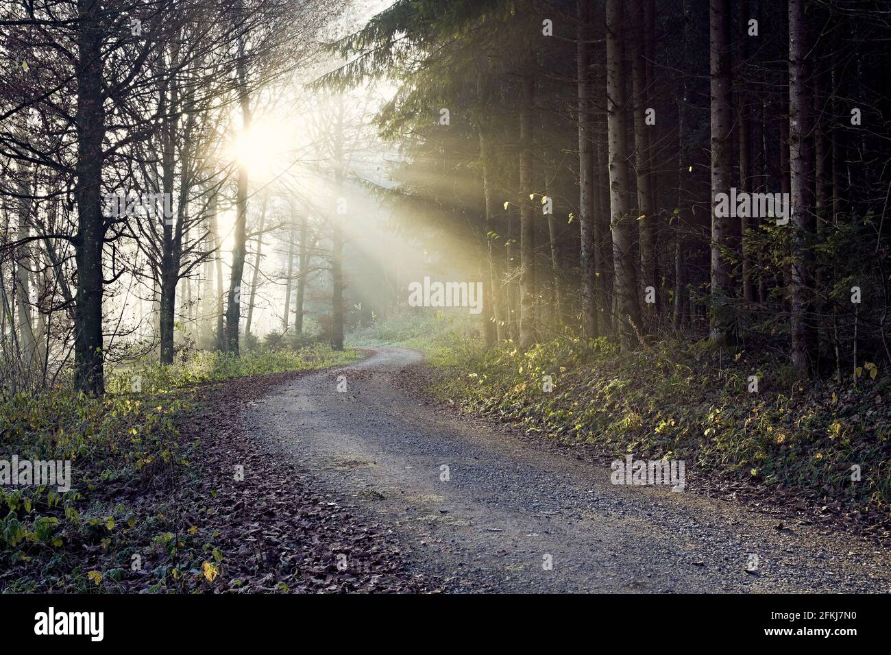 Weg, der ins Licht durch den Wald führt Stockfoto