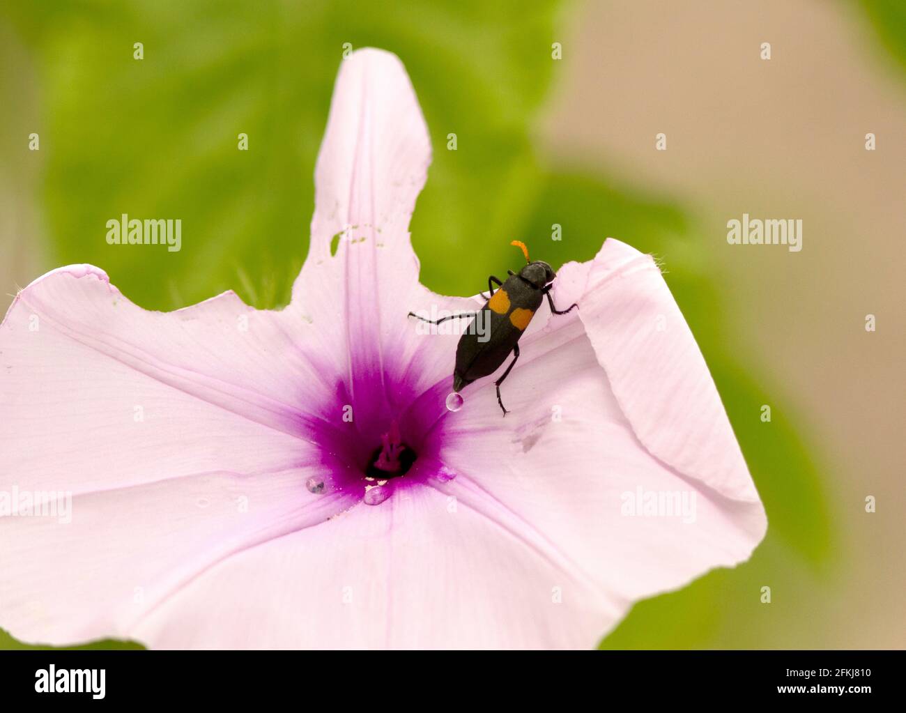 Erwachsene Blisterkäfer können beim Essen von Blumen viele Schäden anrichten, obwohl Pollen und Nektar ihre Haupternährung sind. Ihre Larven sind Parasiten auf einsamen Bienen Stockfoto