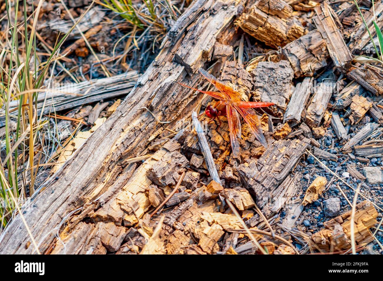 Nahaufnahme eines schönen orangefarbenen Libellen männlichen Flammenschimmer Ruhe Stockfoto