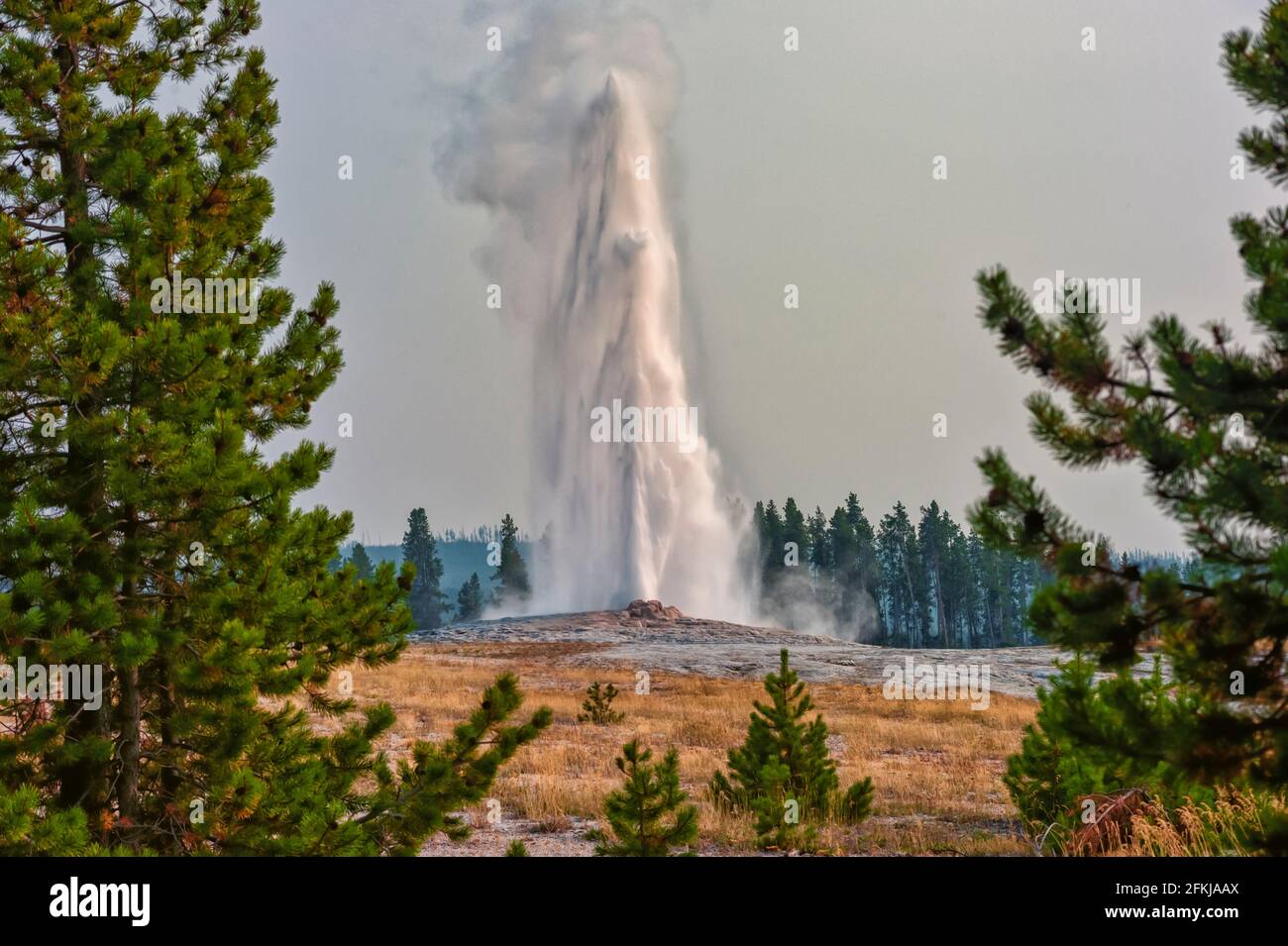 Alte Gläubige, umrahmt von Pinien, rauchgefüllter Himmel und Ausbruch im Yellowstone Stockfoto