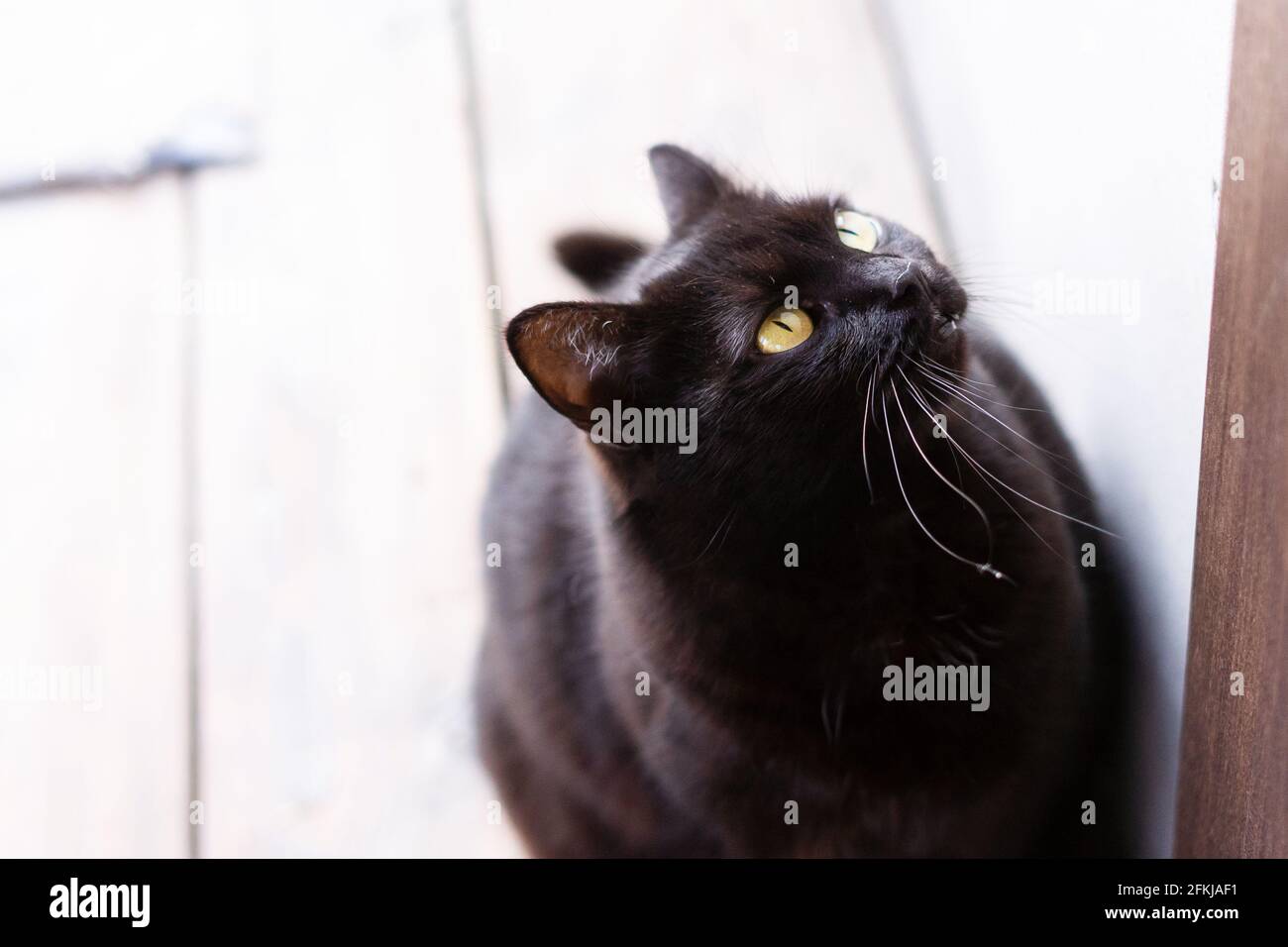 Sehr schönes und zartes Foto einer schwarzen Katze mit Schöne gelbe Augen Stockfoto