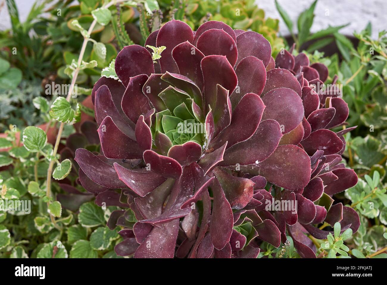 Aeonium Arboreum Verliert Blatter