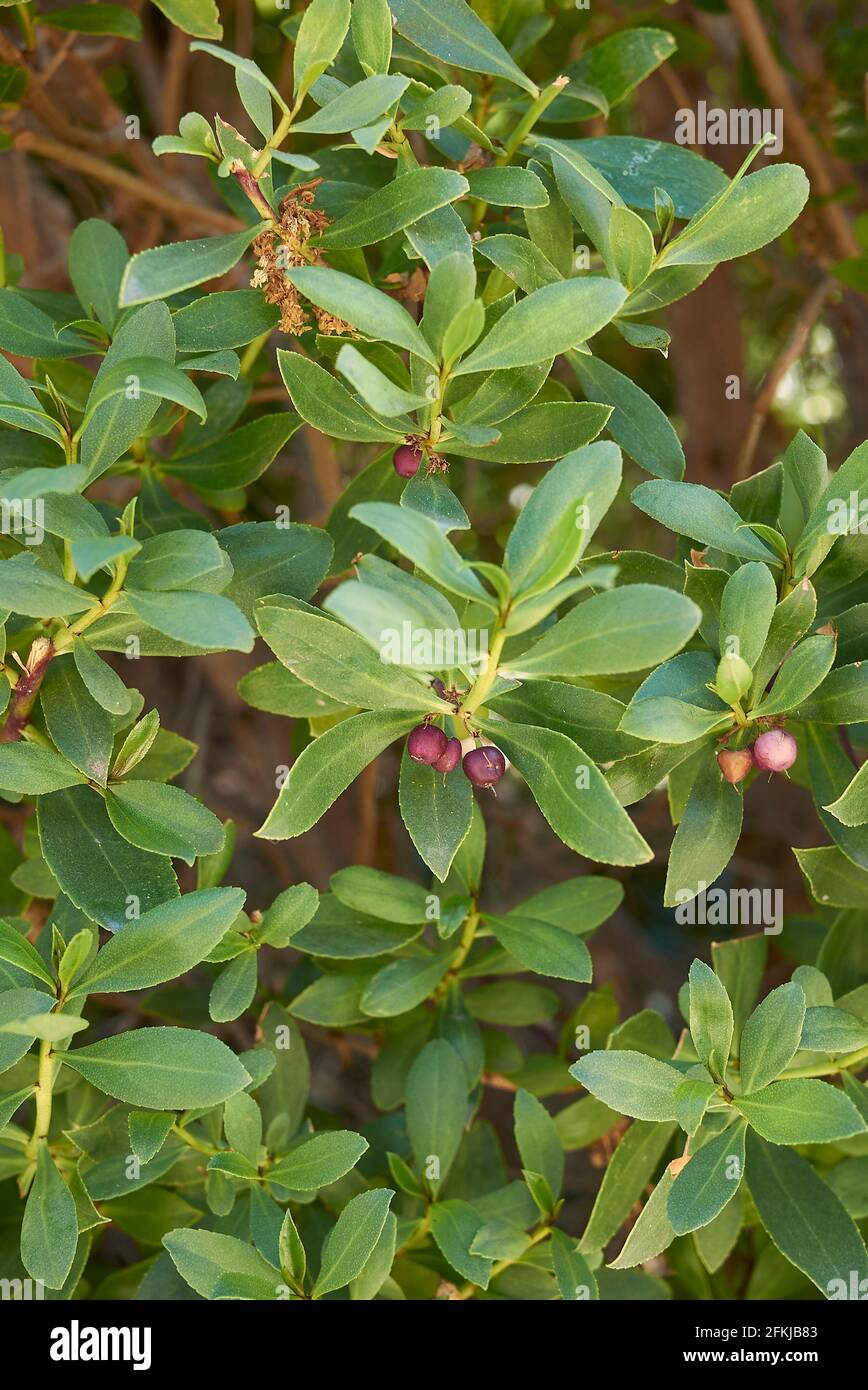 Nahaufnahme des Zweiges Myoporum laetum Stockfoto