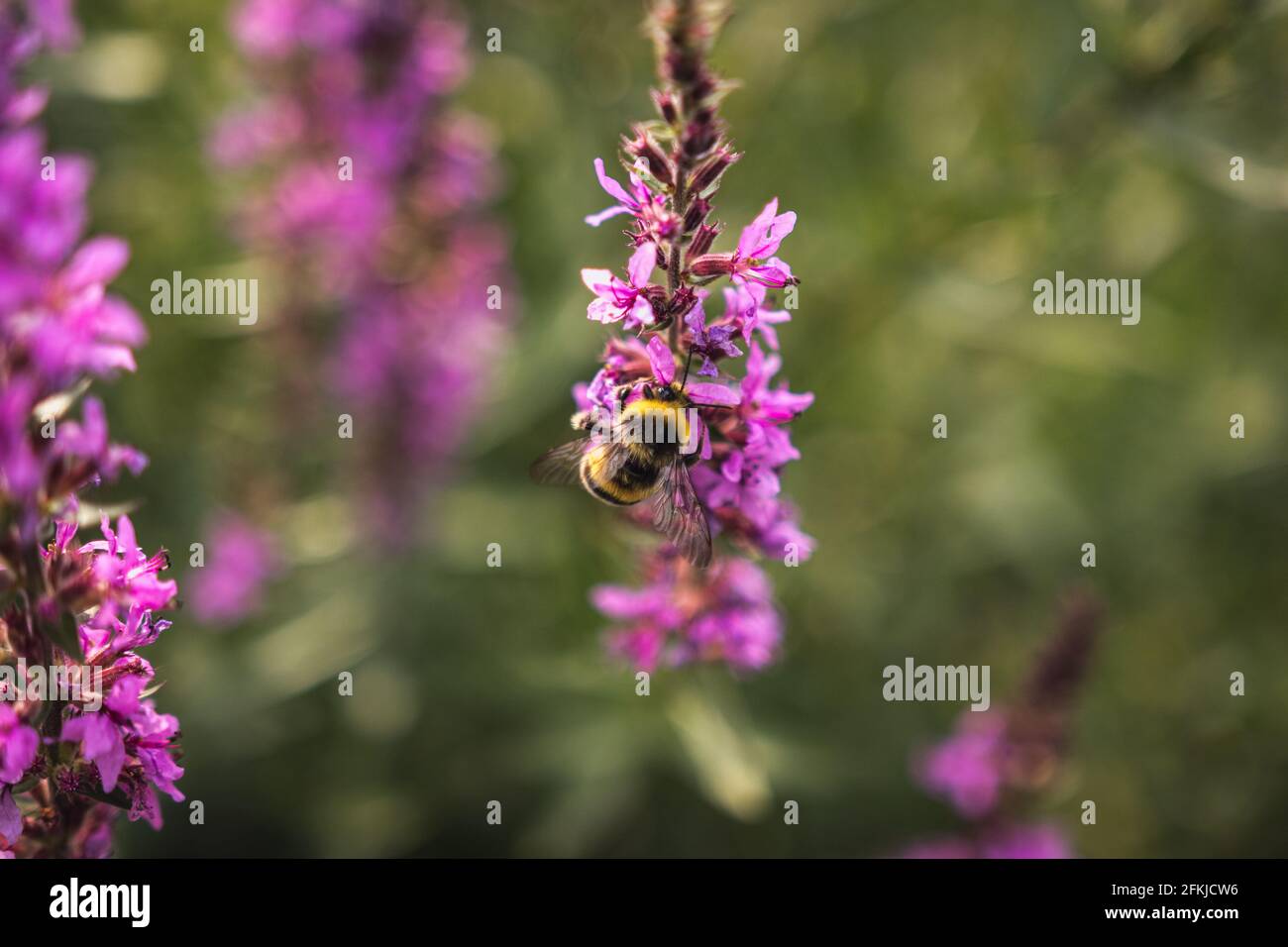 Eine Biene sammelt Nektar aus leuchtend violetten Blüten. Sommer blühender Purple Loosestrife, Lythrum tomentosum oder stachelter Loosestrife und Purple Lythrum Stockfoto