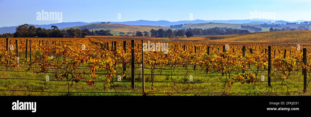 Die Weinberge des Weinanbaugebiets Yarra Valley. Stockfoto