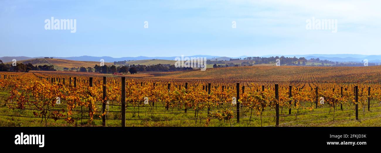 Die Weinberge des Weinanbaugebiets Yarra Valley. Stockfoto