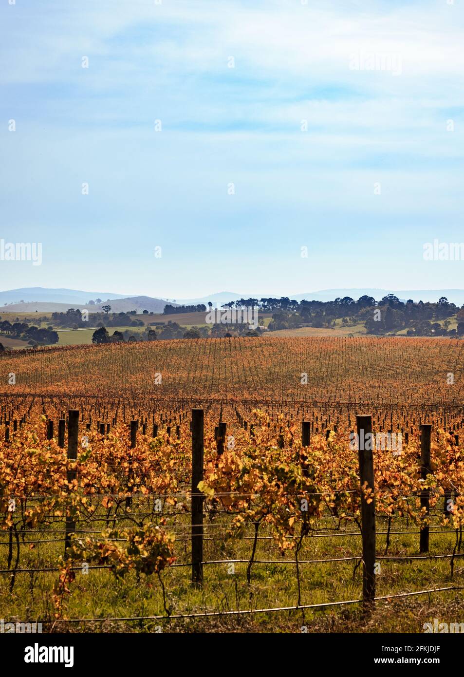 Die Weinberge des Weinanbaugebiets Yarra Valley. Stockfoto