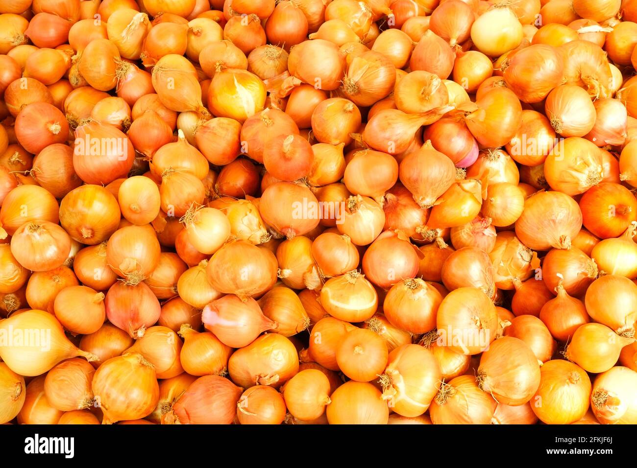 Große Ernte Haufen von frischen reifen Bio-gelben Zwiebeln im Sonnenlicht auf lokalen Produkten Straßenmarkt. Supermarktstand mit gesundem Schalotte-Gemüse. Clea Stockfoto