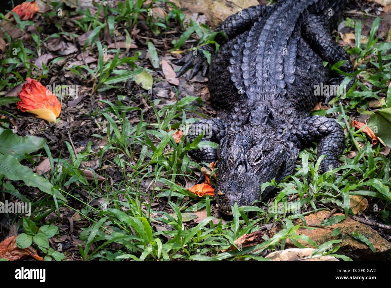 Nahaufnahme eines chinesischen Alligators in einem Park Stockfoto