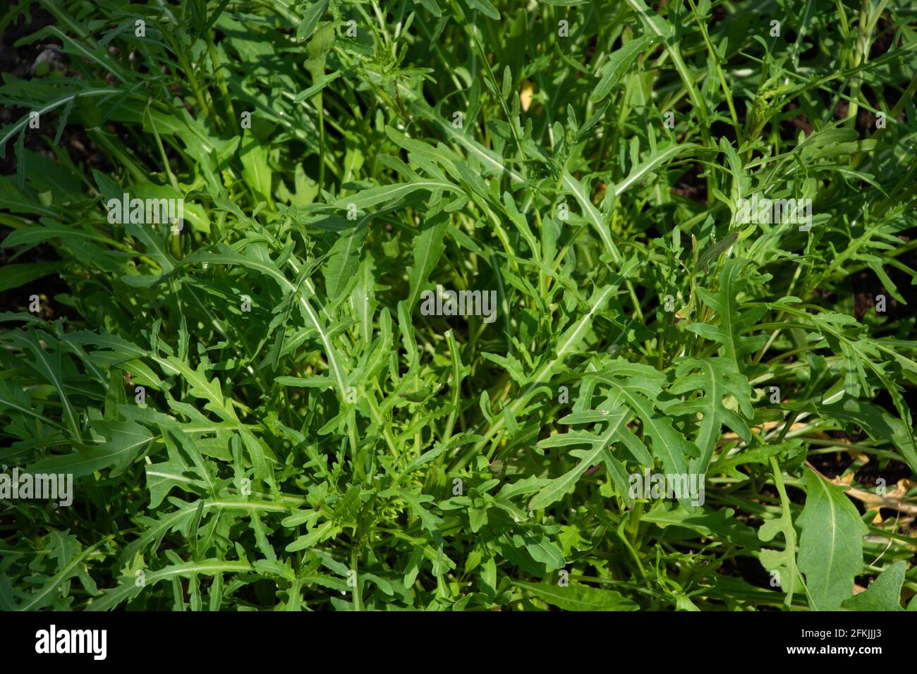 Frischer grüner Bio-Rucola oder Ruccola-Salat hinterlässt Textur Hintergrund Gewachsen im Treibhaus Stockfoto