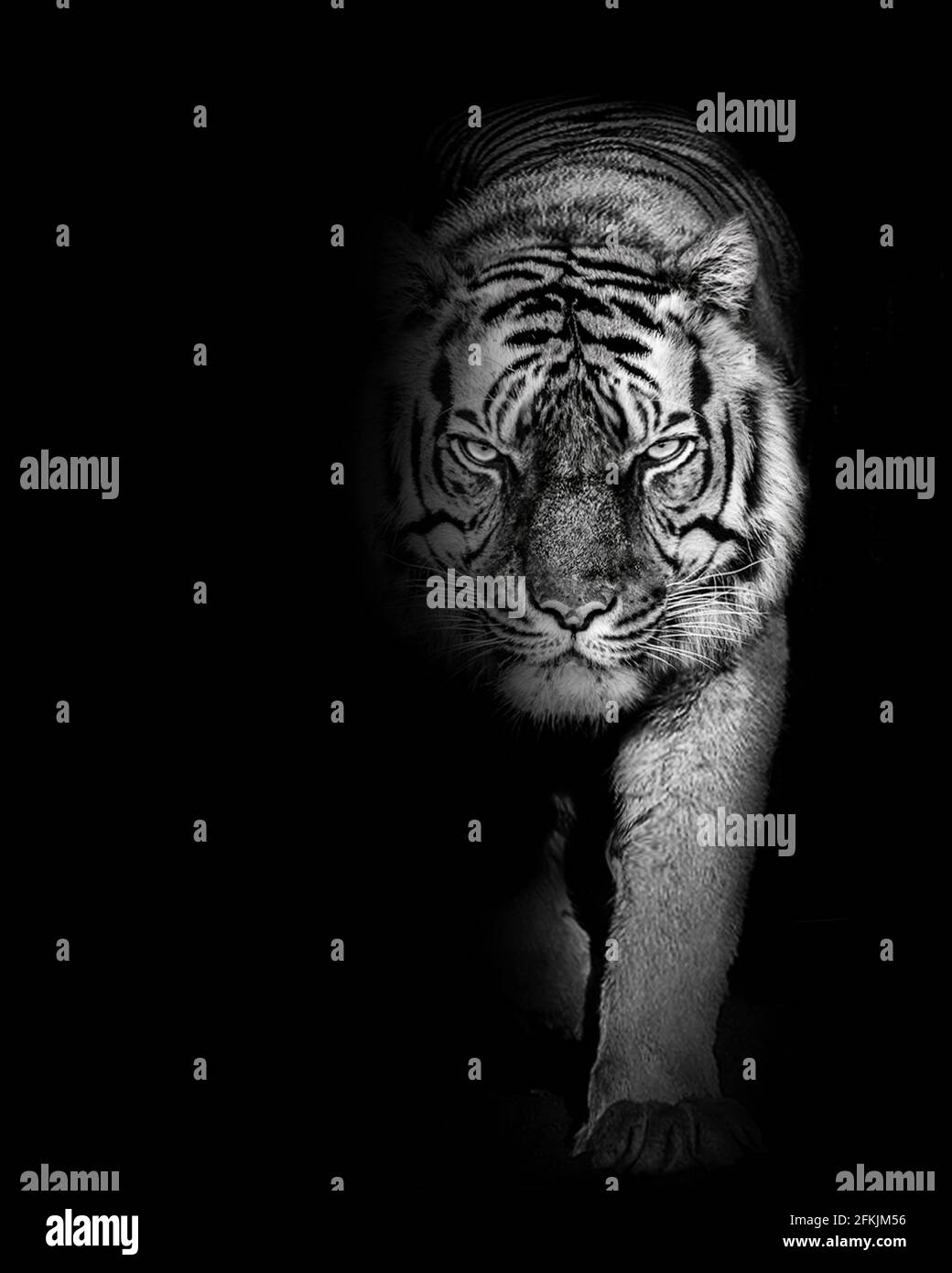Tiger wütend, Tier isoliert, Wildtierjäger Stockfoto