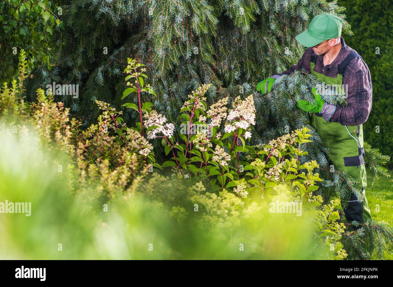 Gesundheitsprüfung der Gartenpflanzen durch kaukasischen Gärtner durchgeführt. Stockfoto