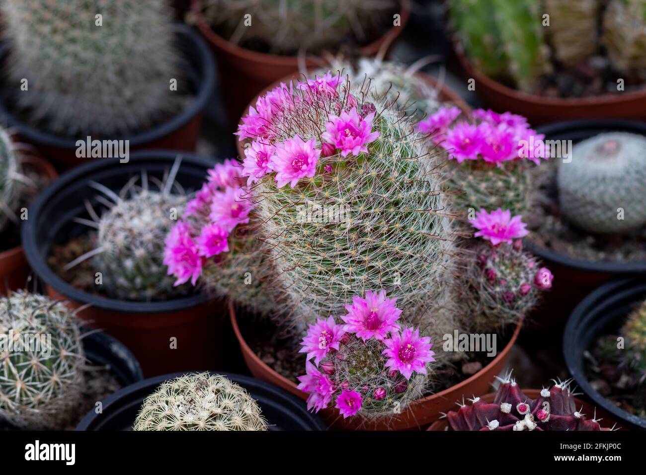 Mammillaria Kaktus, eine besondere Art mit rosa Blten, verschwommener  Hintergrund Stockfotografie - Alamy