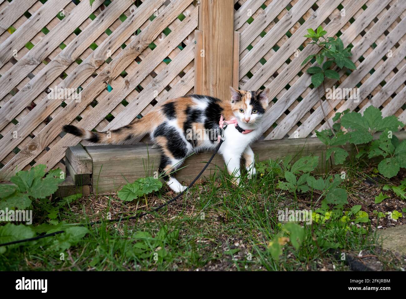 Junge Calico Kätzchen, die den Hinterhof erkunden Stockfoto