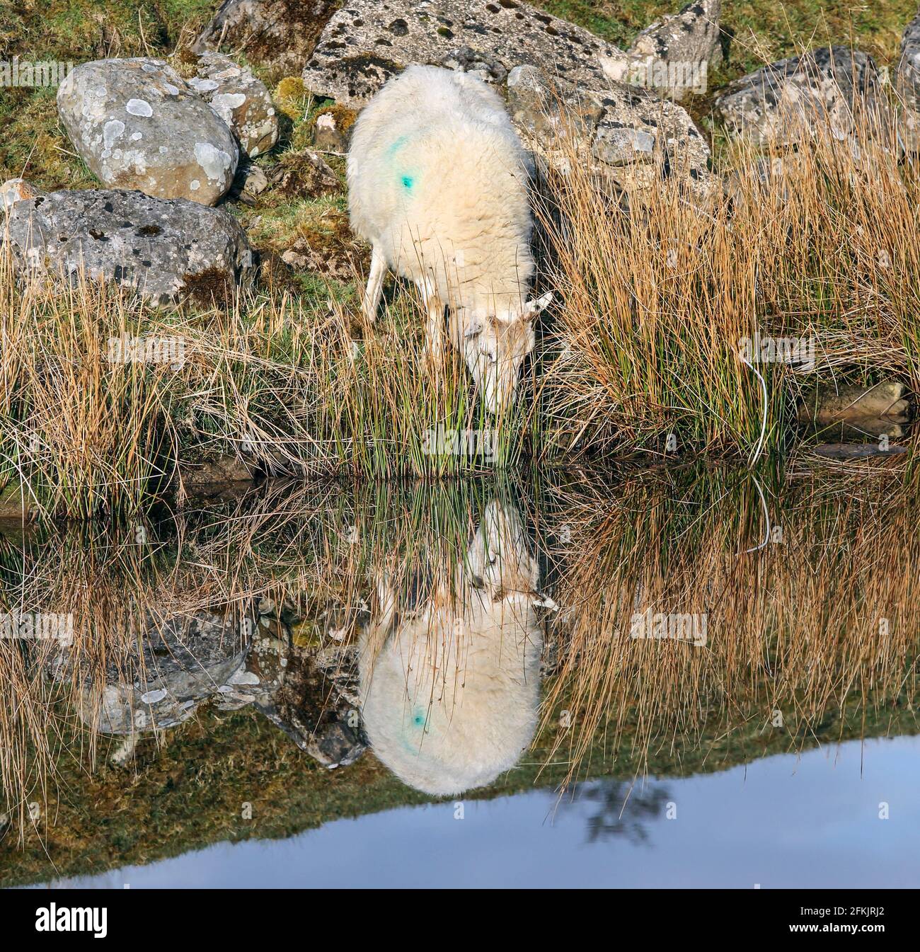 Schafe betrachten ihre Reflexion, als es im Begriff ist, aus einem Stream, England, Großbritannien, zu trinken Stockfoto