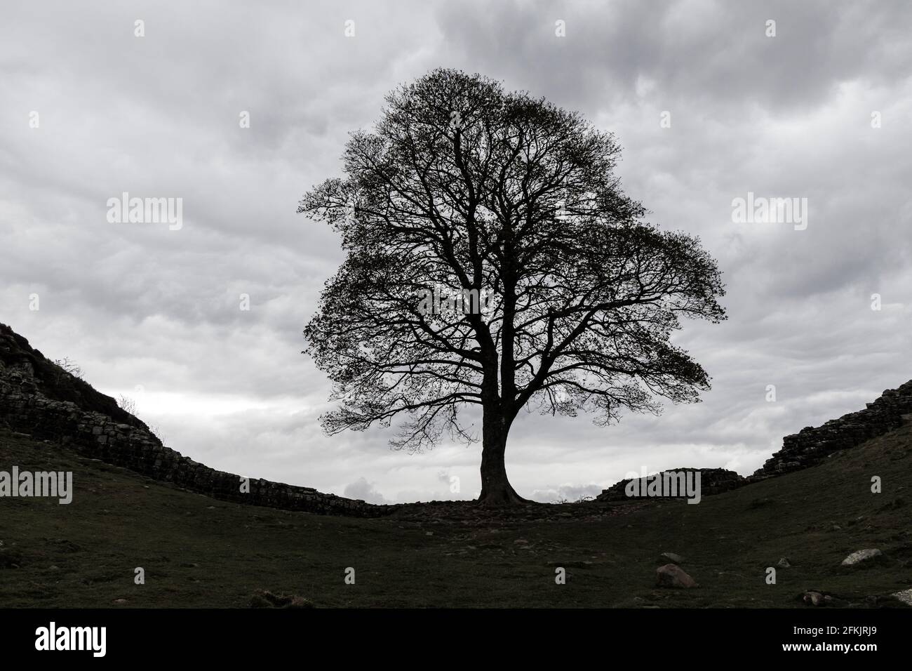 Sycamore Gap, Hadrian's Wall, Northumberland, Großbritannien Stockfoto