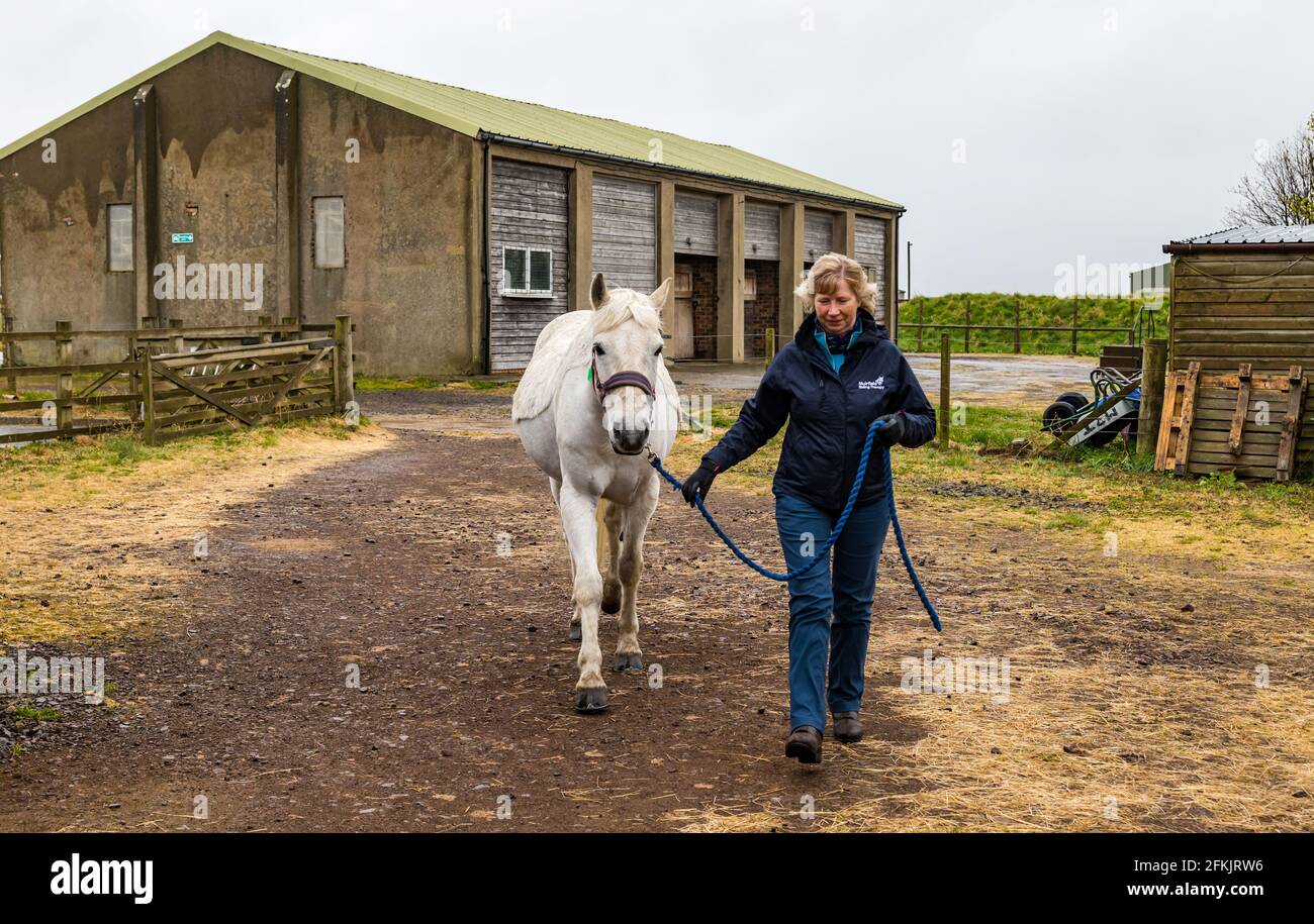 Volunteer mit Therapiepferd, Reiten für Behinderte bei Muirfield Riding Therapy, East Lothian, Schottland, UK Stockfoto