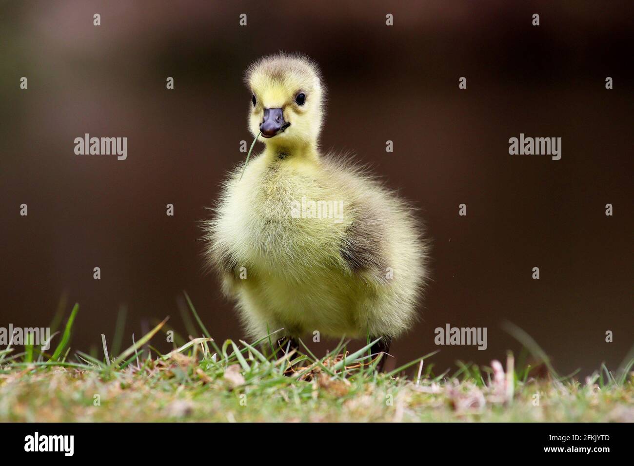 Holmfirth, Yorkshire, Großbritannien, 02. Mai 2021.EIN neugeborener Gänse (Canada Goose) streckt sich am Feiertagswochenende in der Nähe von Holmfirth, Yorkshire, die Beine. RASQ Photography/Alamy Live News Stockfoto