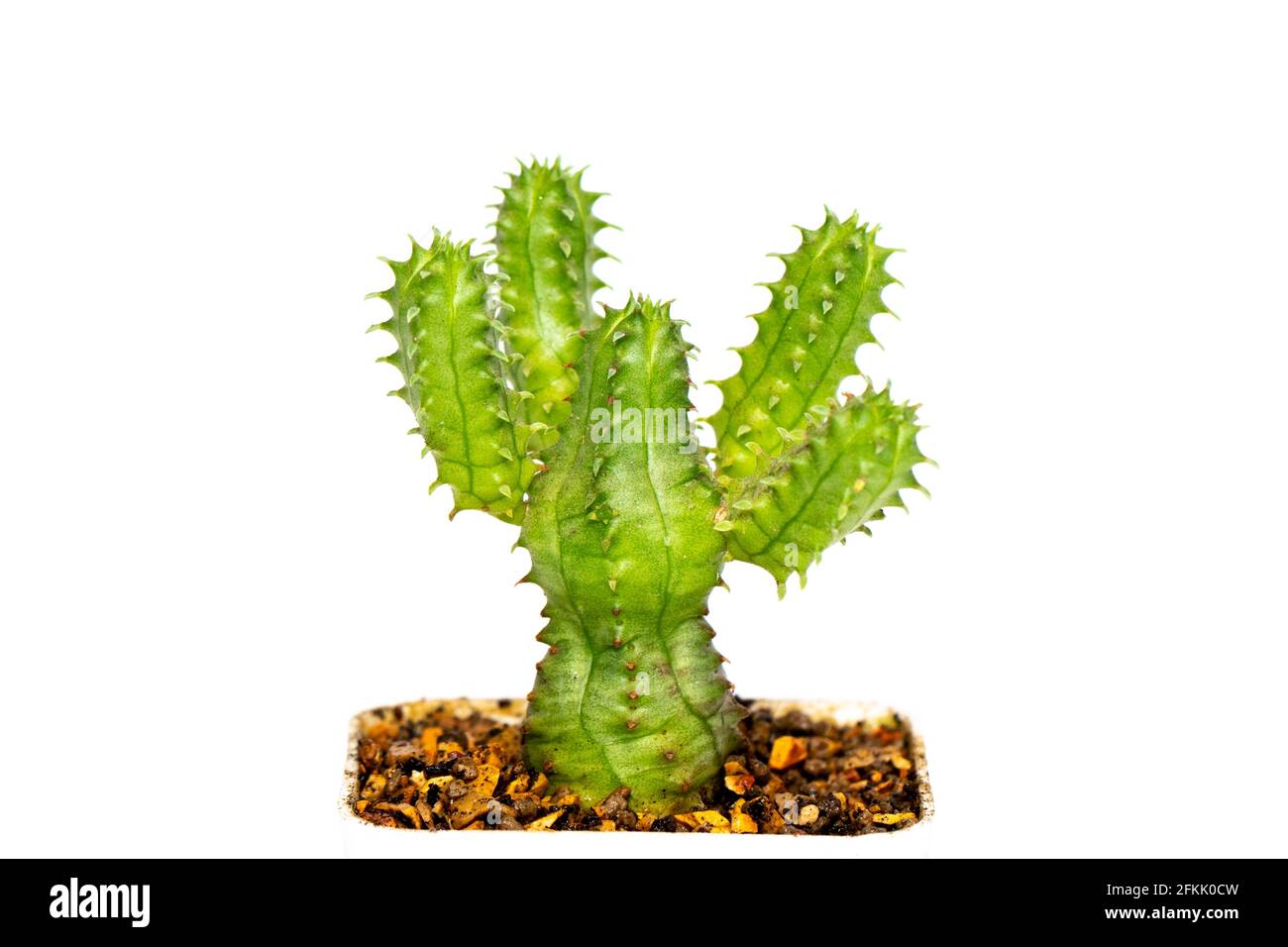 Bild von Kaktus isoliert auf weißem Hintergrund. Kleine dekorative Pflanze. Vorderansicht. Stockfoto