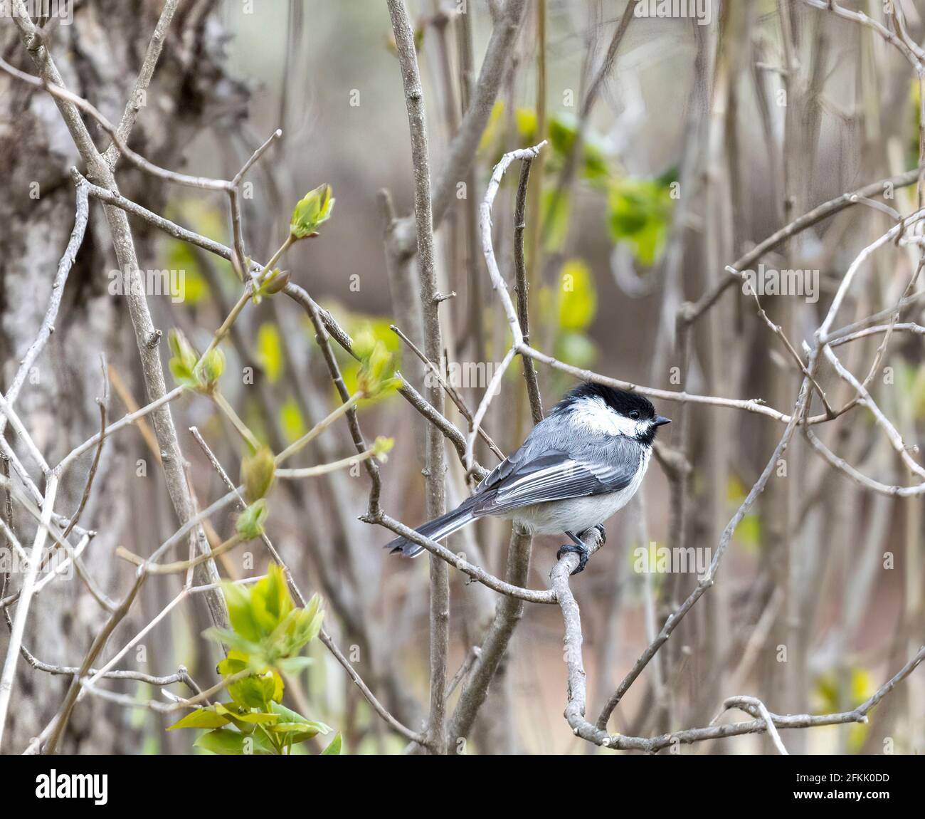 Carolina Chickadee ( Poecile carolinensis) auf dem Zweig in Bush Stockfoto