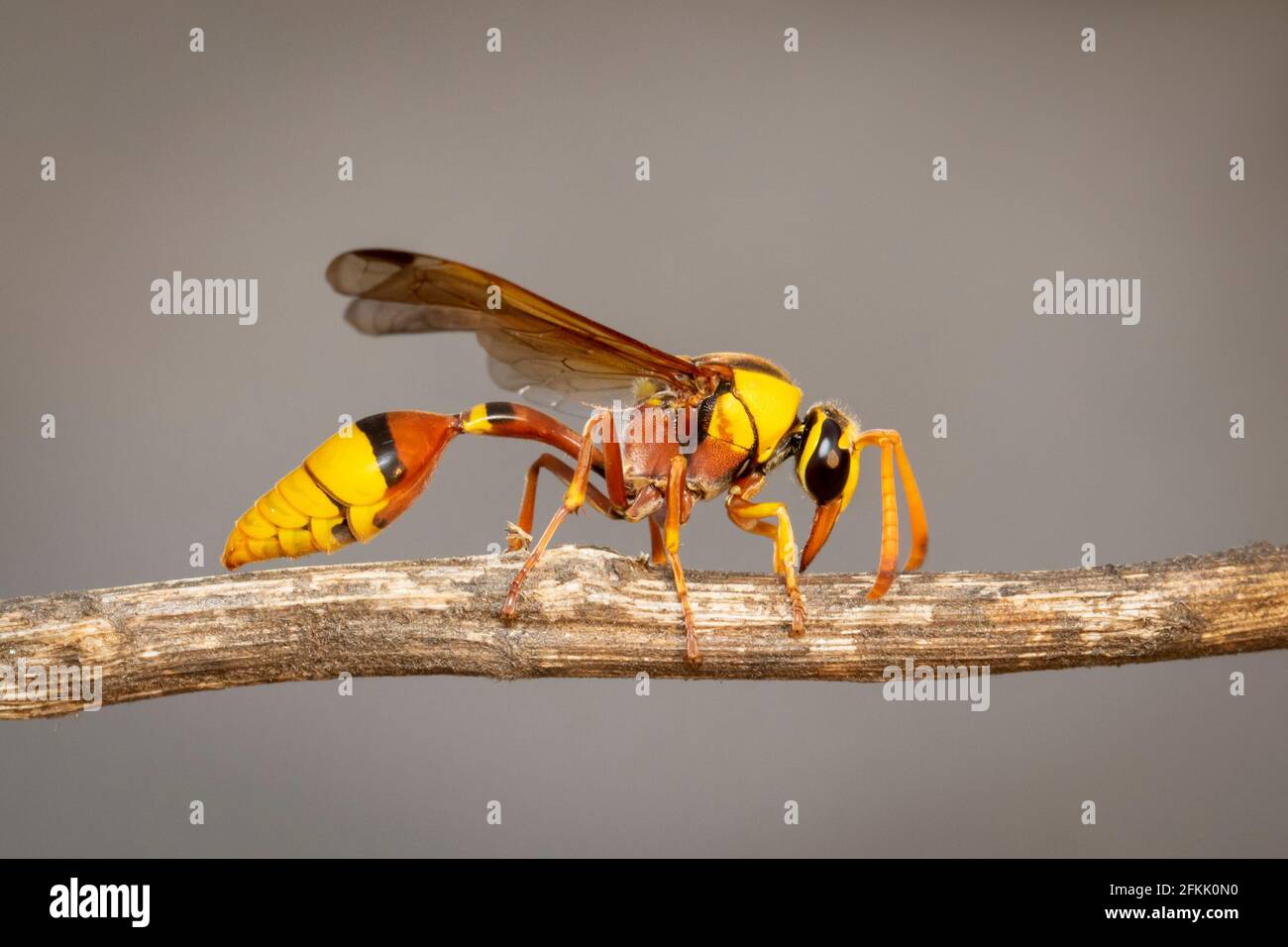 Bild von schwarzer Schlammwespe auf trockenem Ast auf natürlichem Hintergrund. Insekt. Tier. Stockfoto
