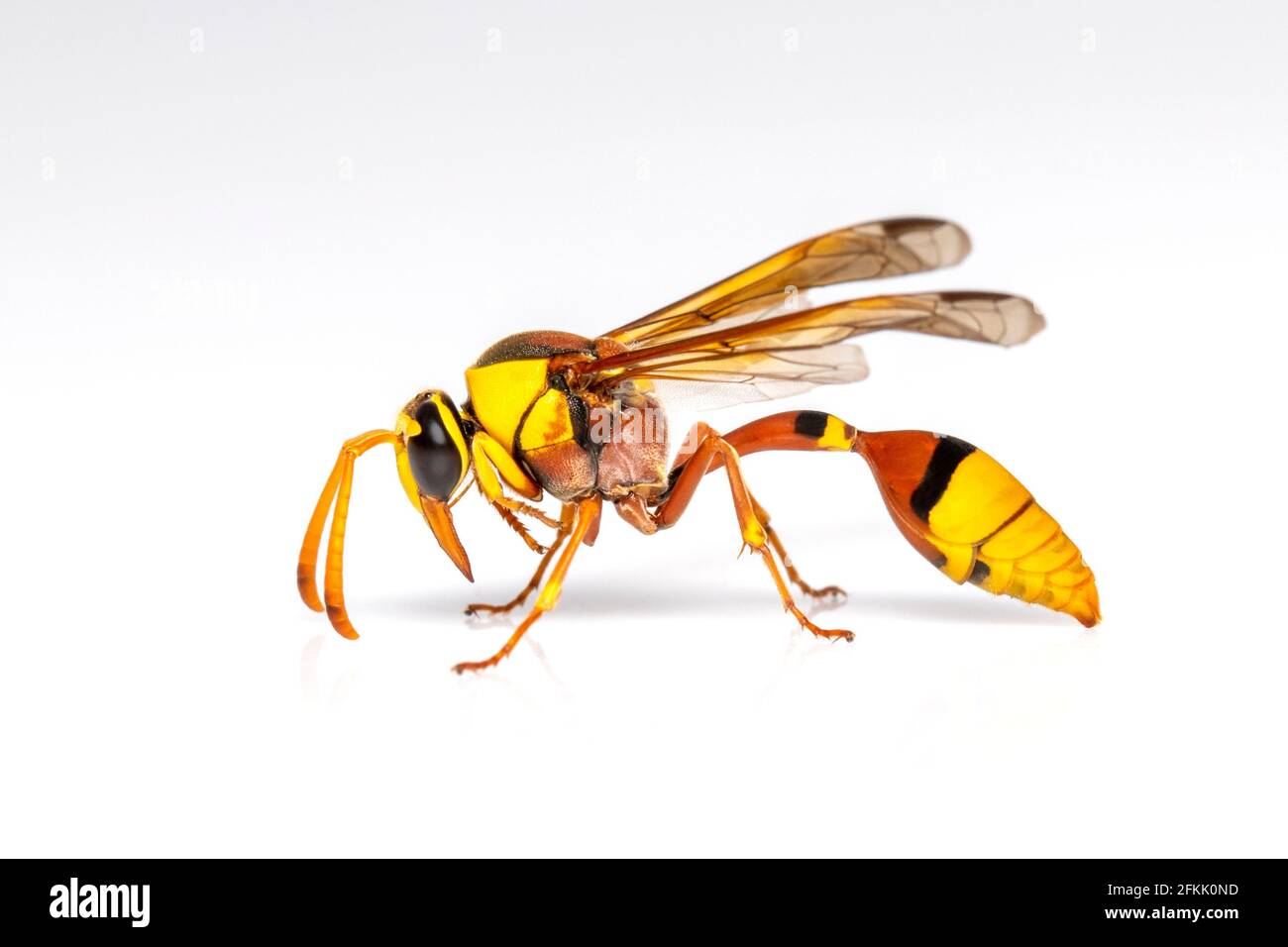 Bild von schwarzer Lehm-Wespe isoliert auf weißem Hintergrund. Tier. Insekt. Stockfoto