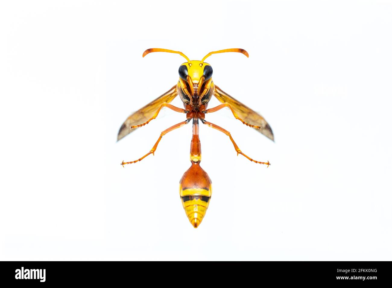Bild von schwarzer Lehm-Wespe isoliert auf weißem Hintergrund. Tier. Insekt. Stockfoto