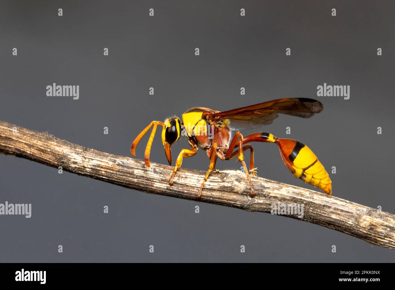 Bild von schwarzer Schlammwespe auf trockenem Ast auf natürlichem Hintergrund. Insekt. Tier. Stockfoto