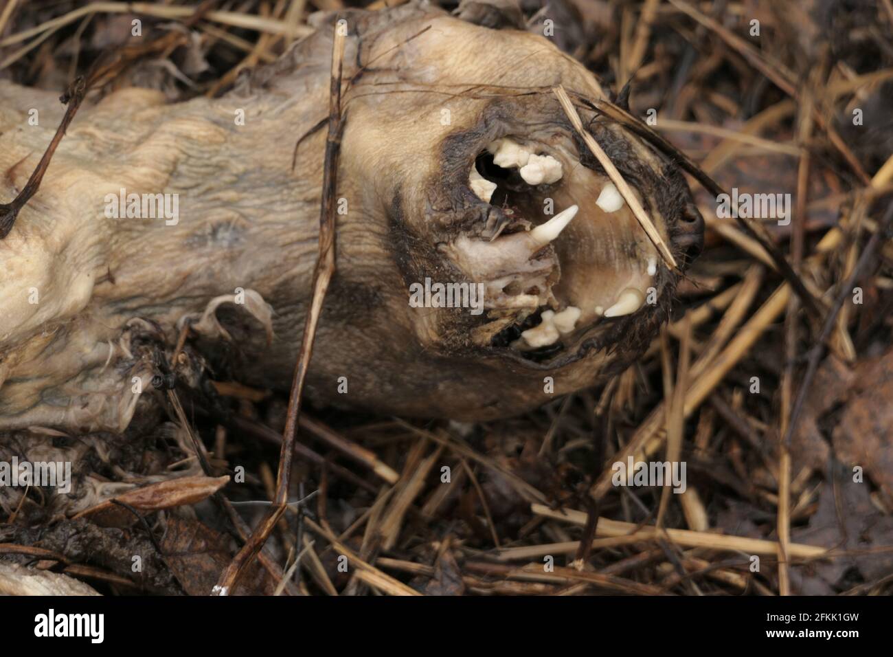 Eine tote Katze auf der Straße. Epidemie und Ansteckung. Ökologie. Tote, zersetzende Tiere. Stockfoto