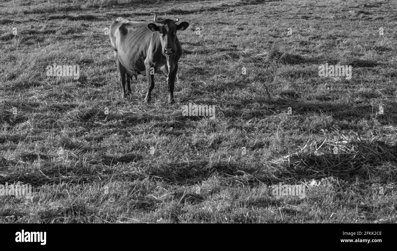 Kuh auf grüner Wiese im Grünen. Weide für Rinder. Kuh im Dorf an der frischen Luft. Weiße und schwarze Kühe. Kühe weiden auf einer grünen Sommerwiese. Stockfoto