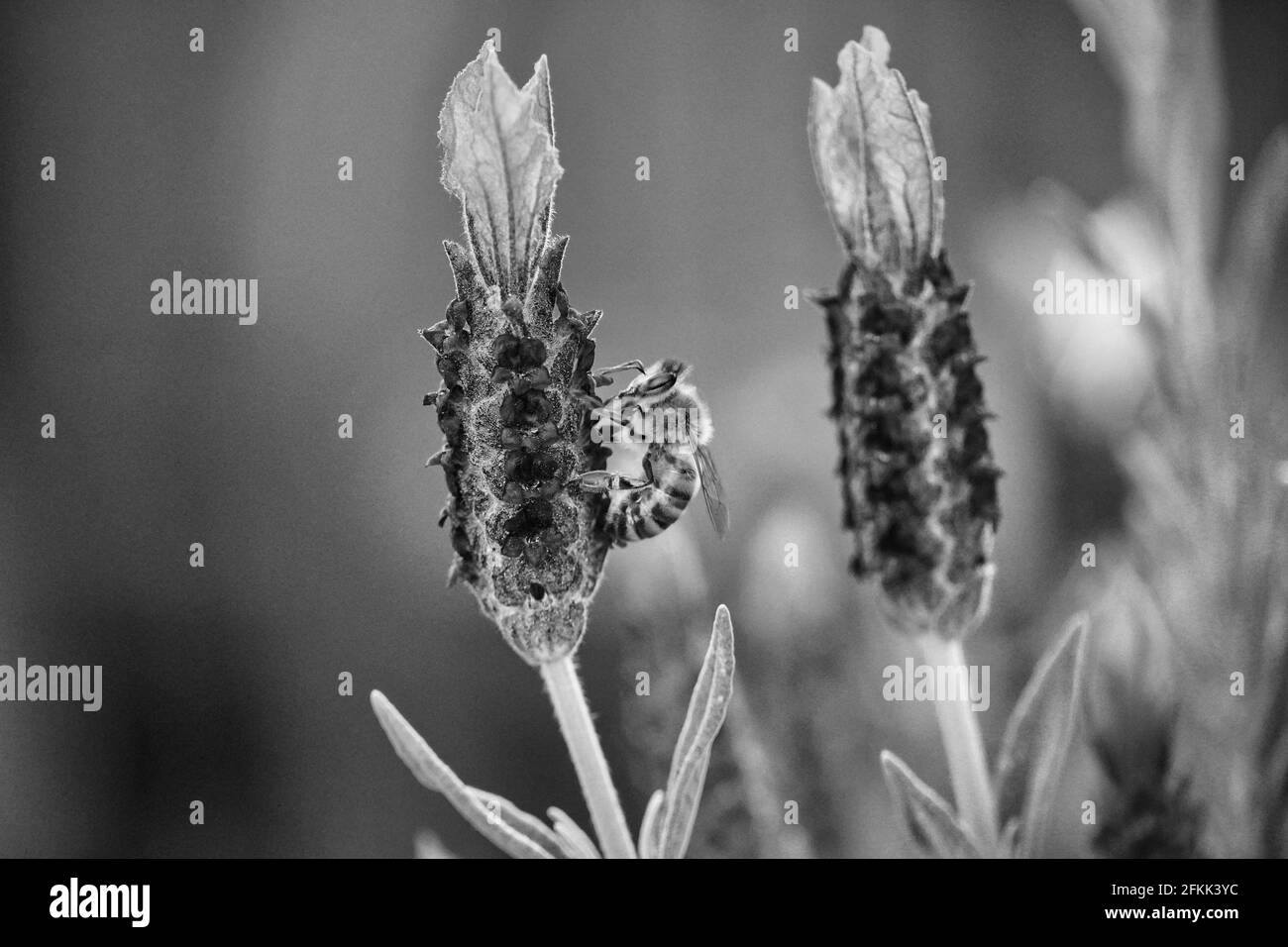 Eine Graustufenaufnahme einer Biene auf einer Lavendelblüte Stockfoto