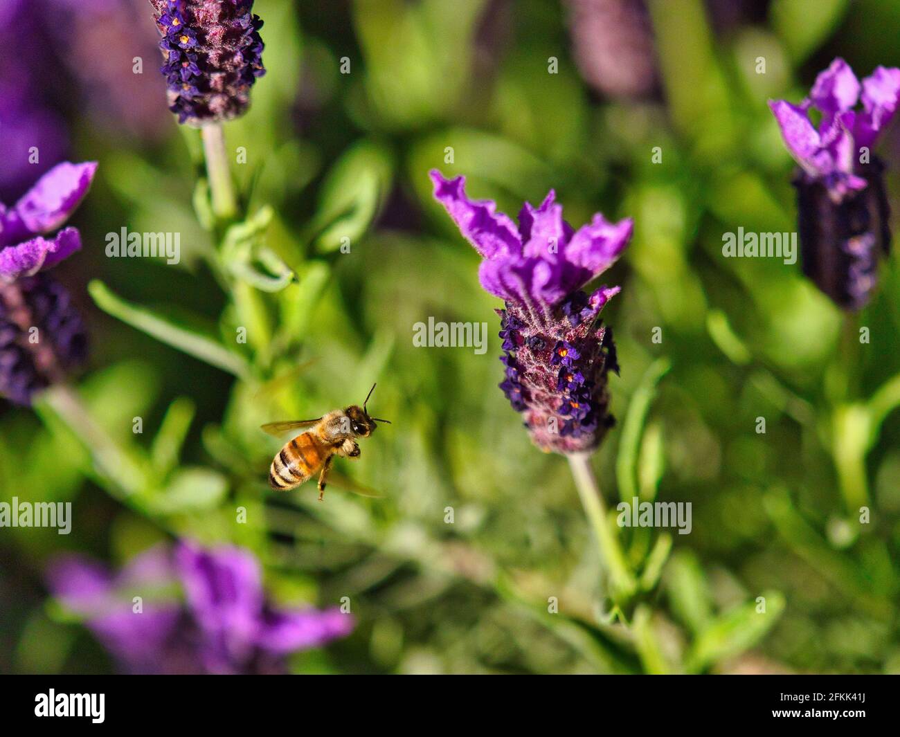 Biene fliegt über lila Blüten Stockfoto