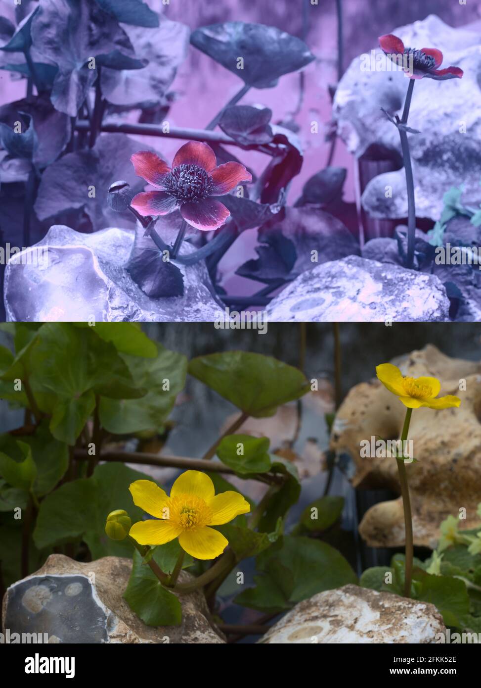 Vergleich der möglichen Biene oder Insektensehung in verschiedenen Teilen Sichtbares Spektrum, das UV-Signaturen umreißt, um Insekten zu Nektarien zu führen Zur Bestäubung Stockfoto