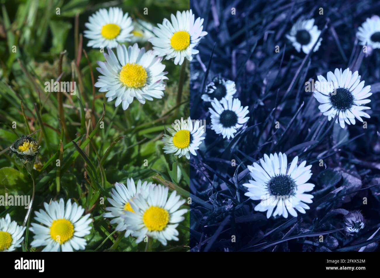 Vergleich der möglichen Biene oder Insektensehung in verschiedenen Teilen Sichtbares Spektrum, das UV-Signaturen umreißt, um Insekten zu Nektarien zu führen Zur Bestäubung Stockfoto