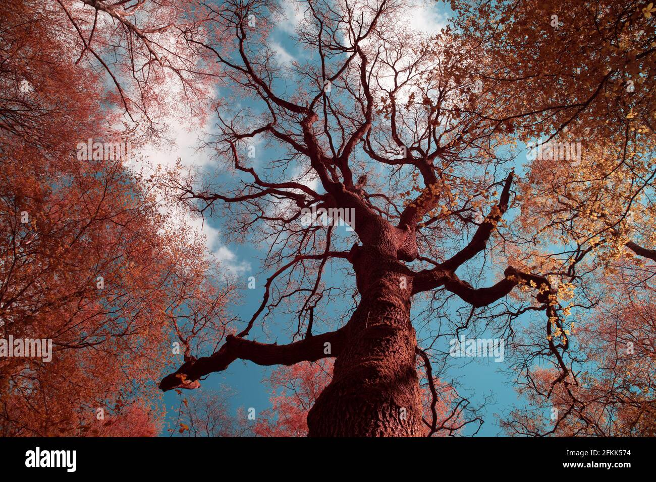 Frühling neues Blatt Baldachin Infrarot-Licht, grün Chlorophyll reichen Blättern rot werden als aerochrome-Film, hohe einzelne Eiche Quercus robur hoch oben Stockfoto