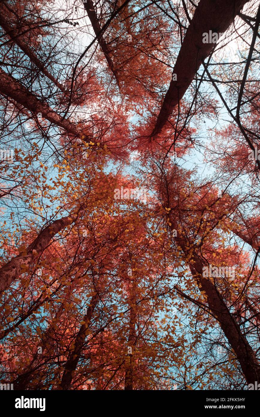 Frühling neue Blatt Baldachin Infrarot-Licht, grün Chlorophyll reichen Blättern rot werden als aerochromfilm, hohe Lärchen Larix dechidua hoch oben Stockfoto