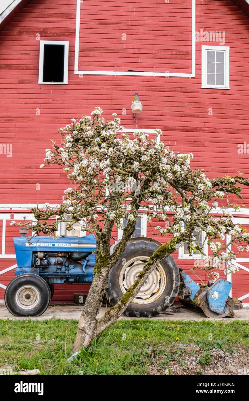 Ein alter blauer Ford Traktor mit Hecklader in Vor der roten Scheune hinter einem Kirschbaum Stockfoto