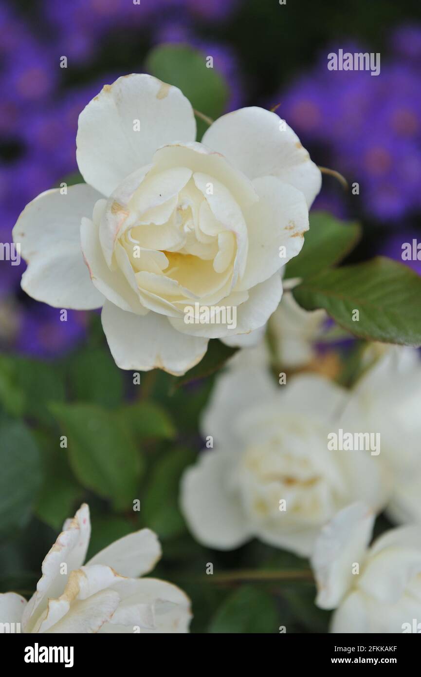 Die weiße Floribunda Rose (Rosa) Class Act blüht im September in einem Garten Stockfoto